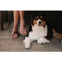 Be Lenka Sandalen Promenade Dark Brown 36